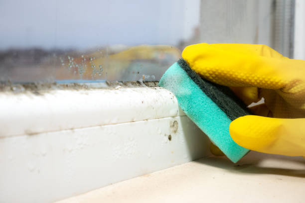 Best Attic Mold Removal  in Foreman, AR